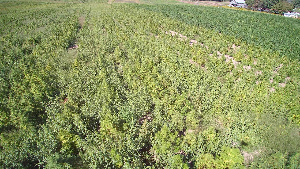 Agape Blends Hemp Farm Flyover