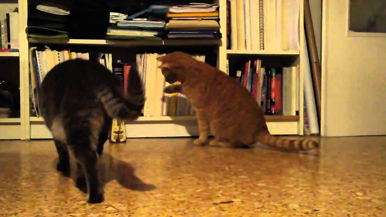 Snooky and the Metronome