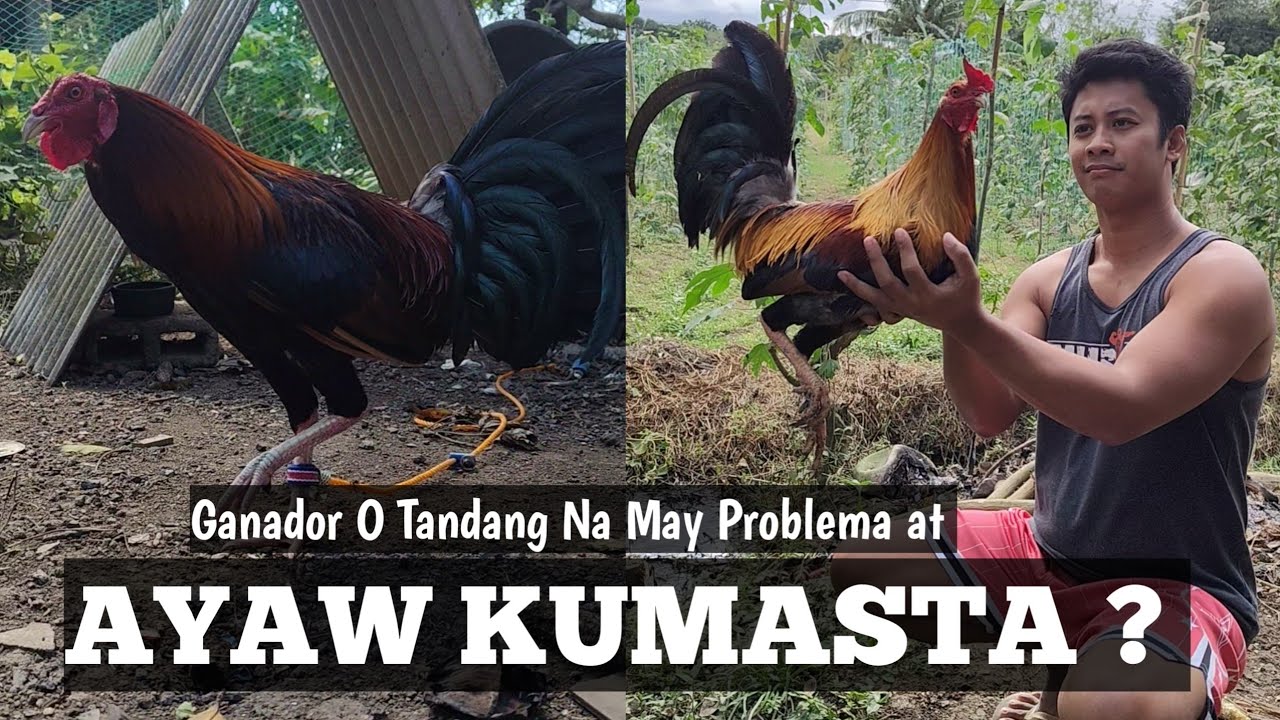 Bakit Ayaw Kumasta ng Alaga Kong Tandang | Do This Makakatulong to | Linyada ng Mamay 