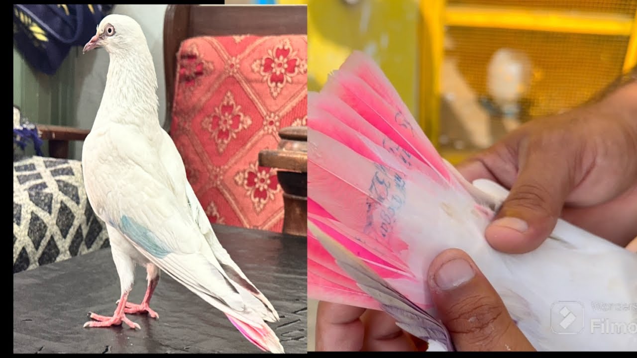 Mohar Wale Kabutar Pakda | In Tournament 2025 | How To Catch Pigeon 😍