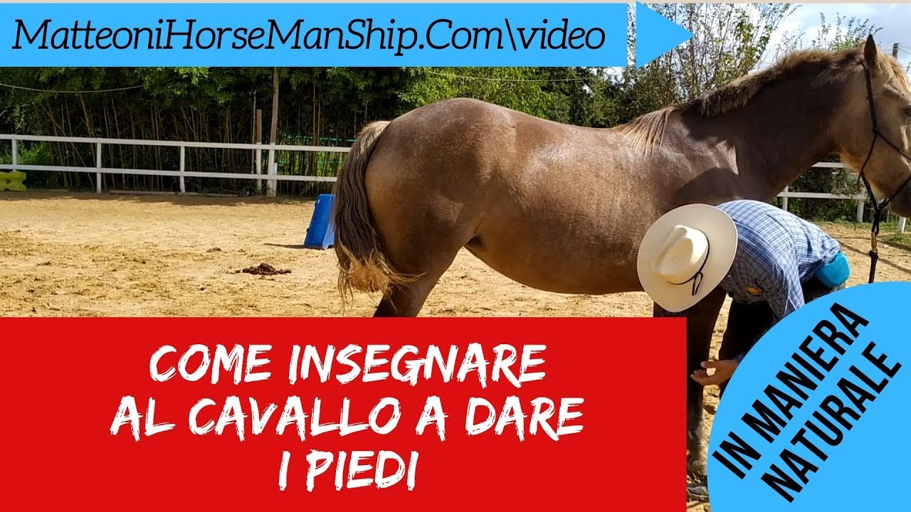 Come insegnare al cavallo a dare i piedi