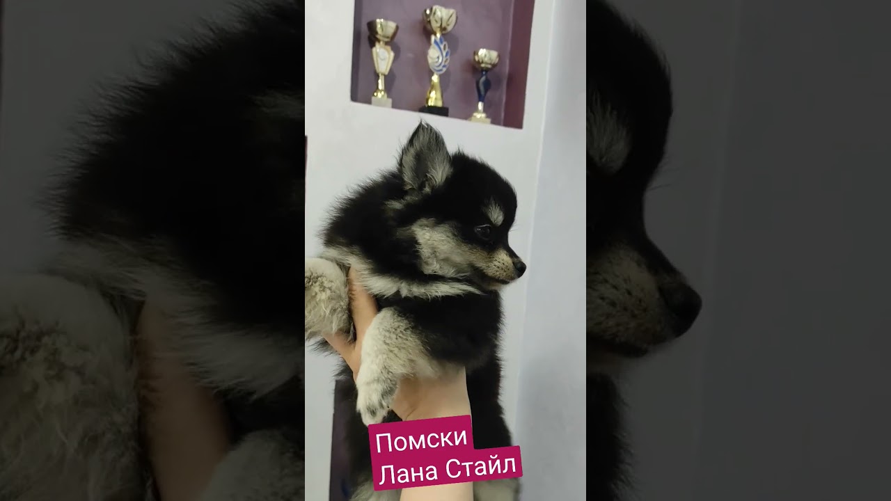 #помски #pomskypuppy #pomsky #pomskylife
