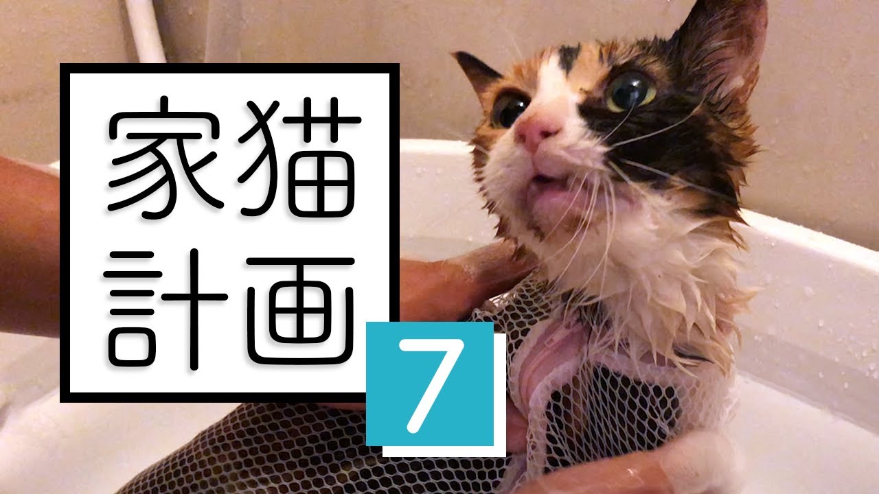 ミケ、お風呂に入る。過酷な野良は汚れも尋常じゃない┆保護4日目【 #のらねこ家猫化計画 ⑦ 】