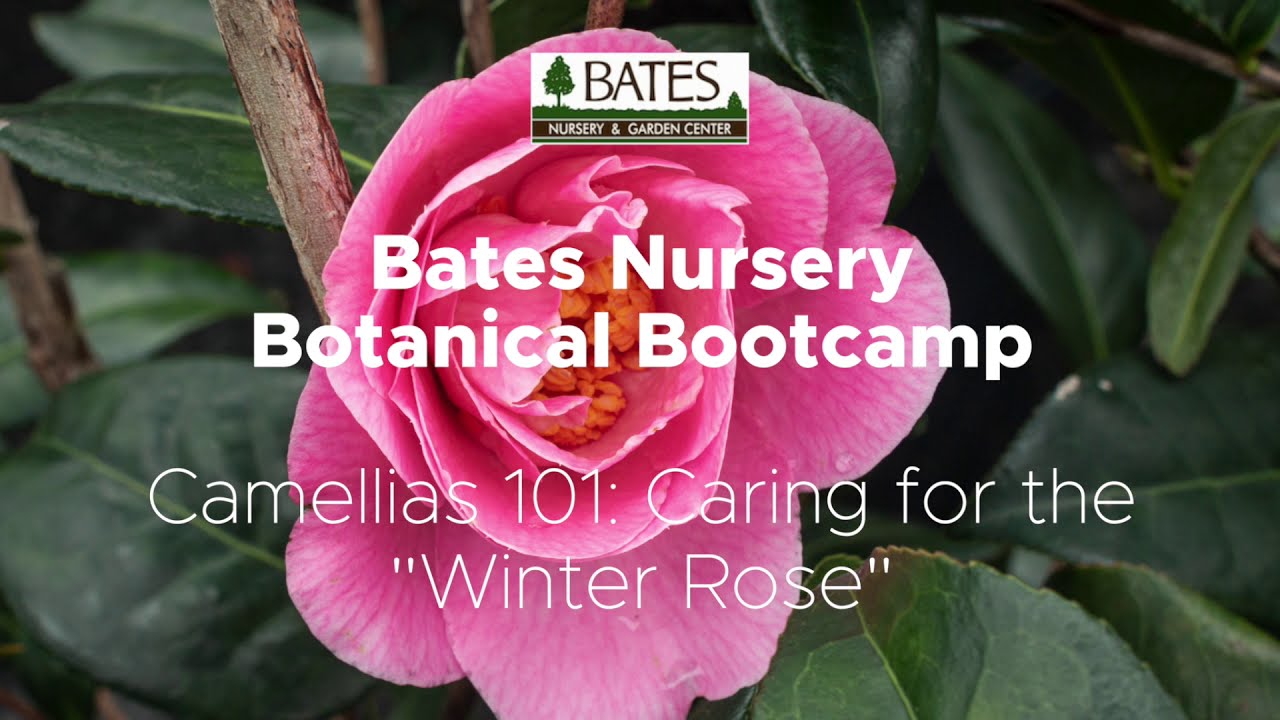 Camellias 101: Caring for the 