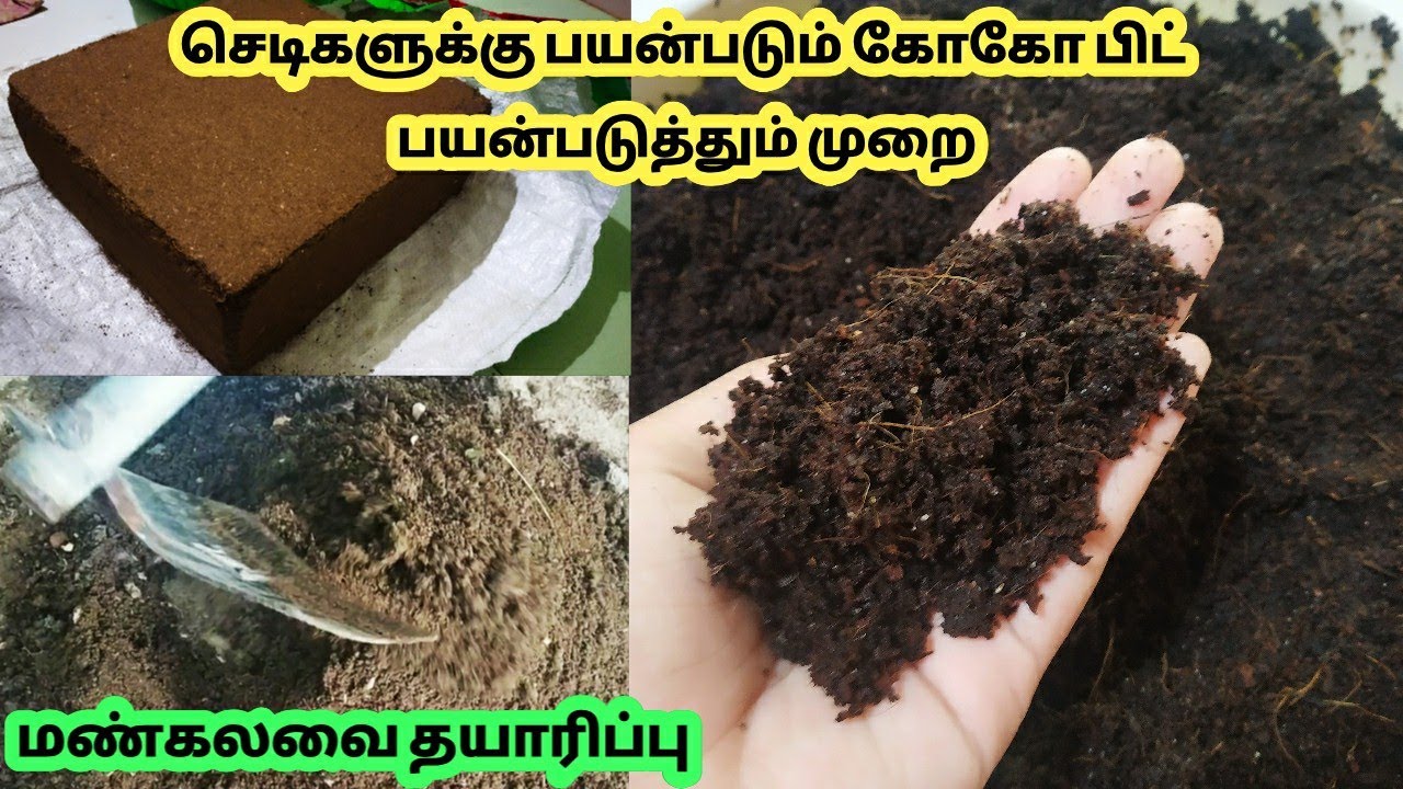 கோகோ பீட் பயன்படுத்தும் முறை மற்றும் மண் கலவை தயாரிப்பு|How to use coco peat|Gardening Tips Tamil