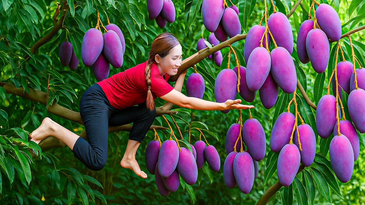 Don&rsquo;t Believe Until You See! Harvesting Giant Purple Mango 100m High, Sweet & Sour Mango Feast