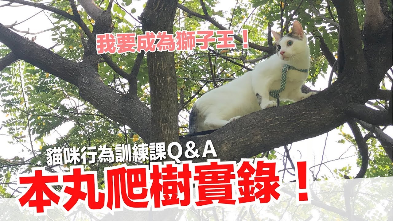 本丸爬到超高的樹上了！貓咪行為訓練課ＱＡ【好味貓知識】EP20