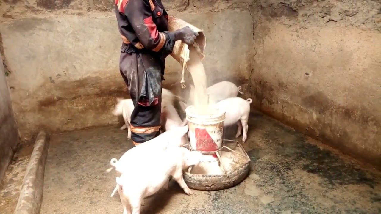 locally made pig feeder//zero feed wastage//drum/bucket feeder