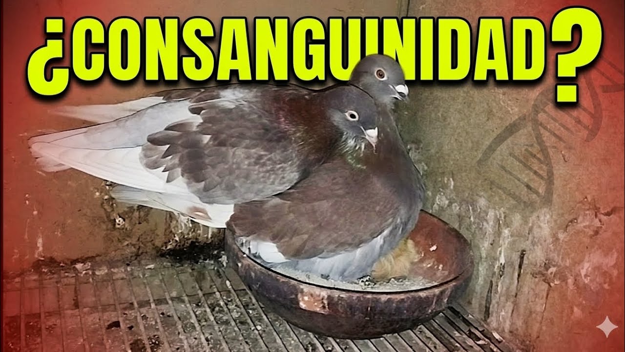 La consanguinidad en los palomos.🤔