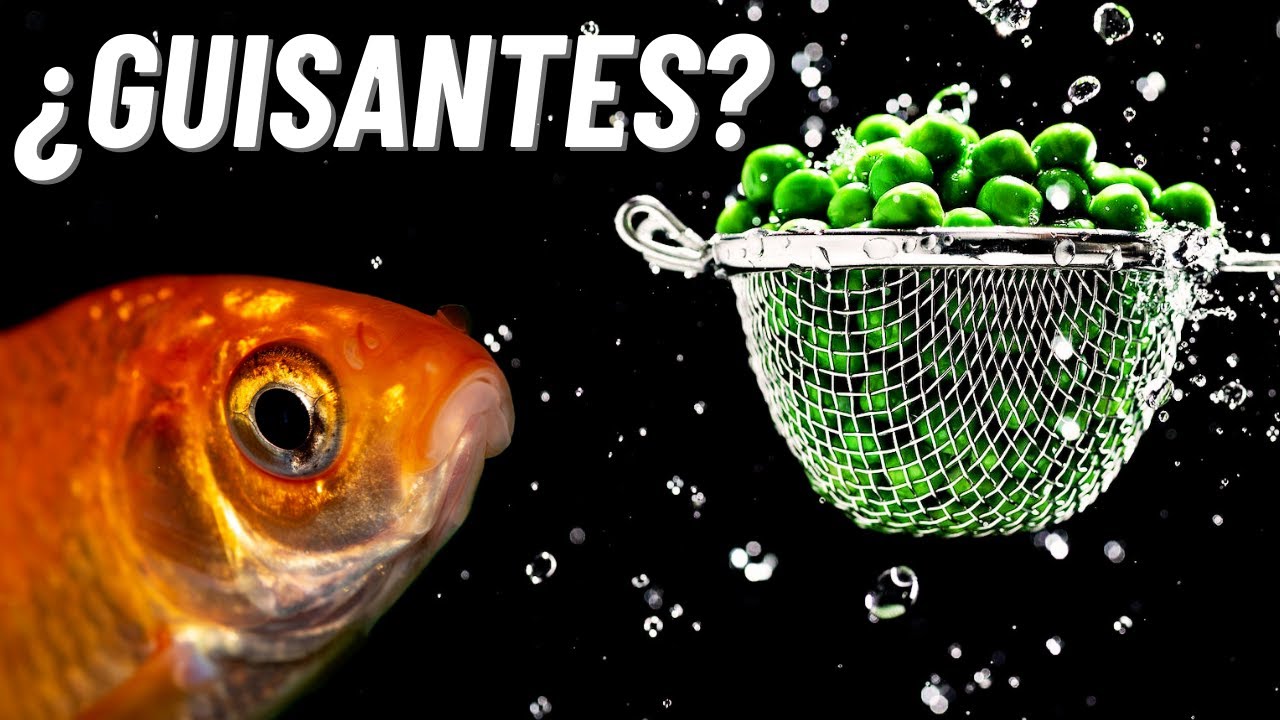 &iquest;Los goldfish comen guisantes? &iexcl;Mira esto antes de alimentar con ch&iacute;charos a tus peces goldfish!
