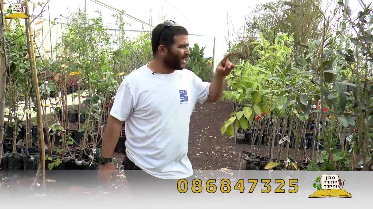 משתלה כהלכה משתלת מרמלשטין