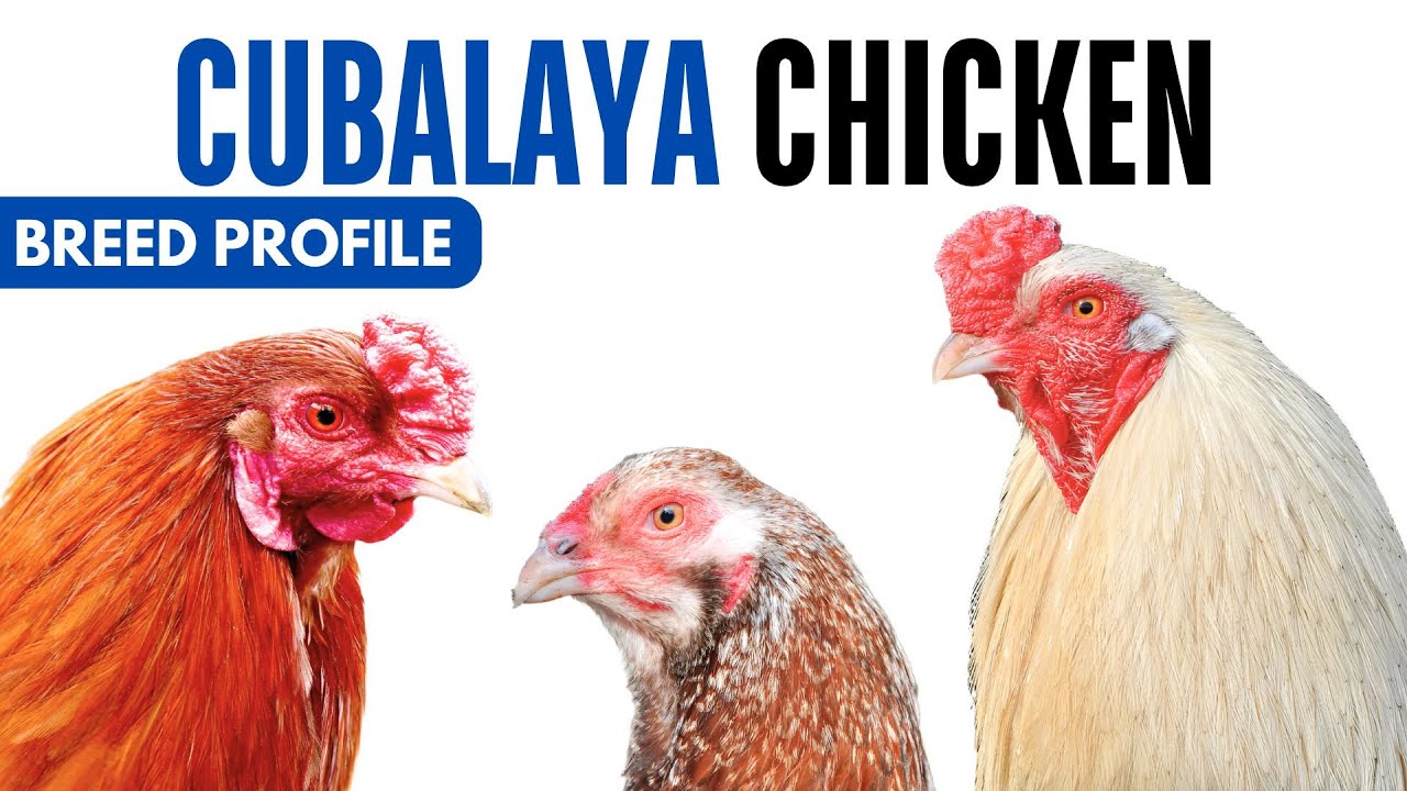 Cubalaya Chicken Breed Profile History Health Issues - Cubalaya Chicken Egg Ratio Lifespan