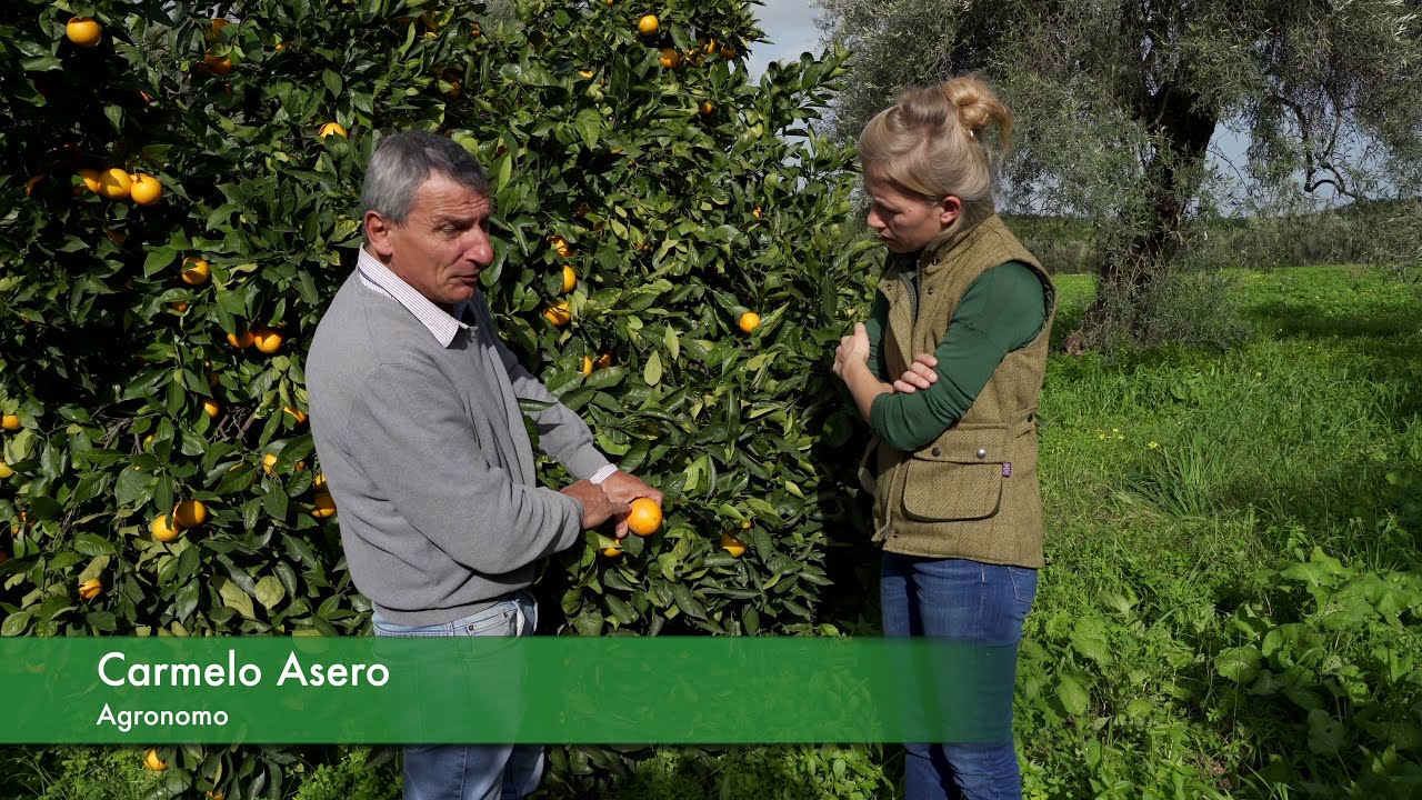 Danni estetici sui frutti: tripidi e vento