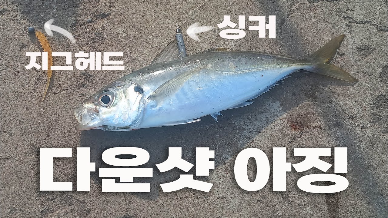 전갱이 산란기 큰 사이즈를 노리는 다운샷 채비 / 전용로드가 필요없는 전갱이루어낚시 아징 채비