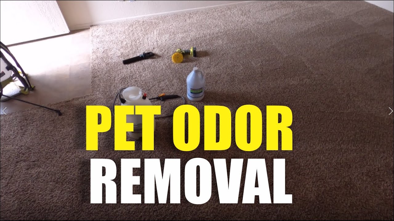 Deodorizing Carpet for Dog Odor - Enzyme treatment