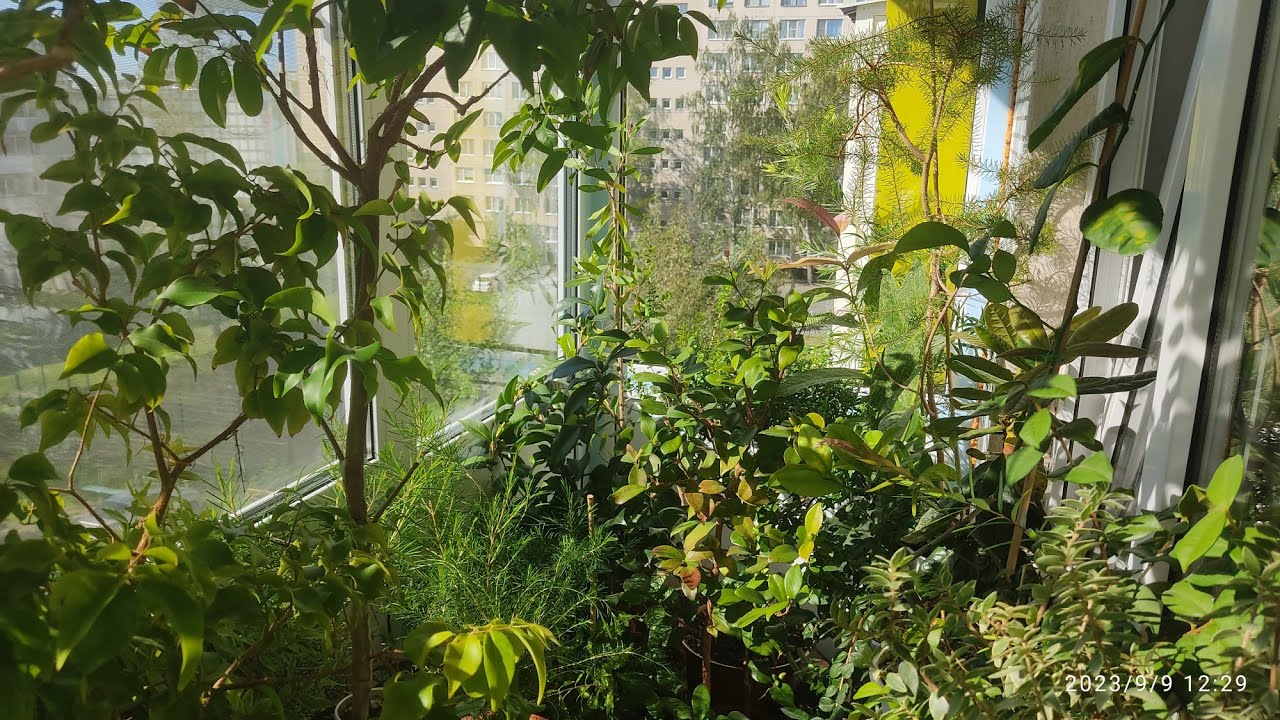 Растения на балконе. Начало осени 🍃🍂🍁