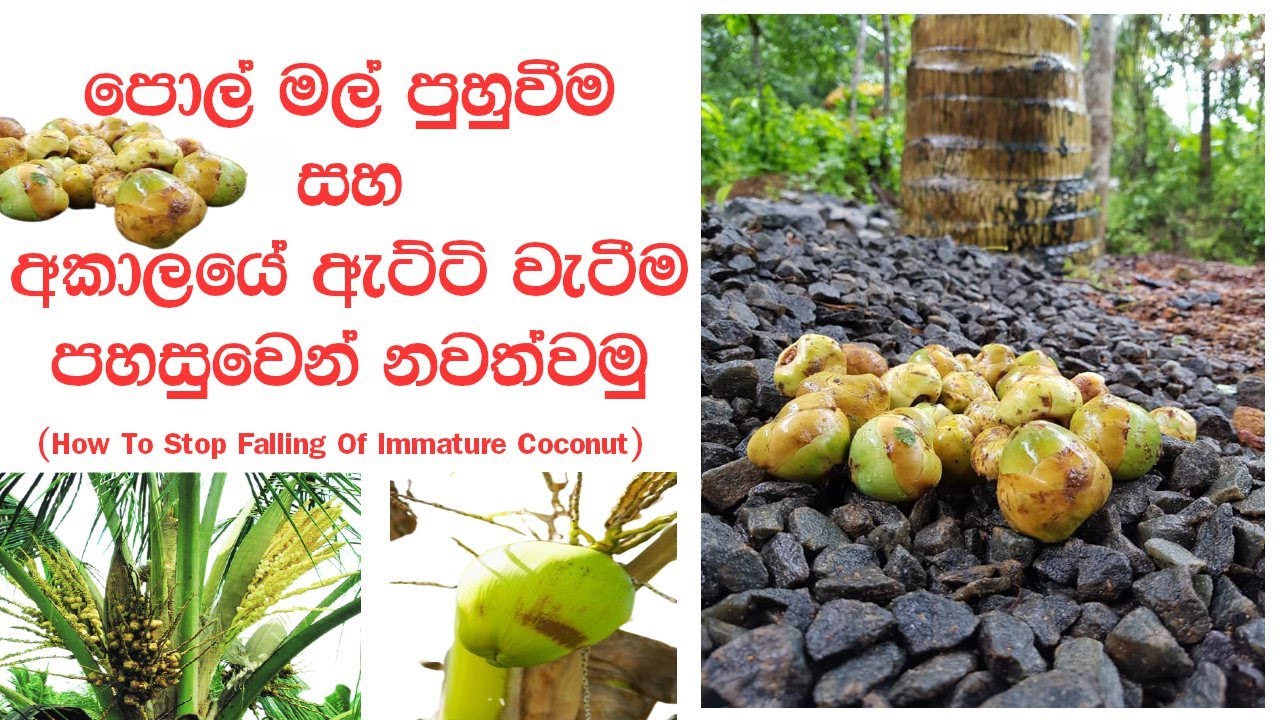 පොල් ඇට්ටි අකාලයේ බිම වැටීම පහසුවෙන් නවත්තමු | How To Stop Falling Of Immature Coconut