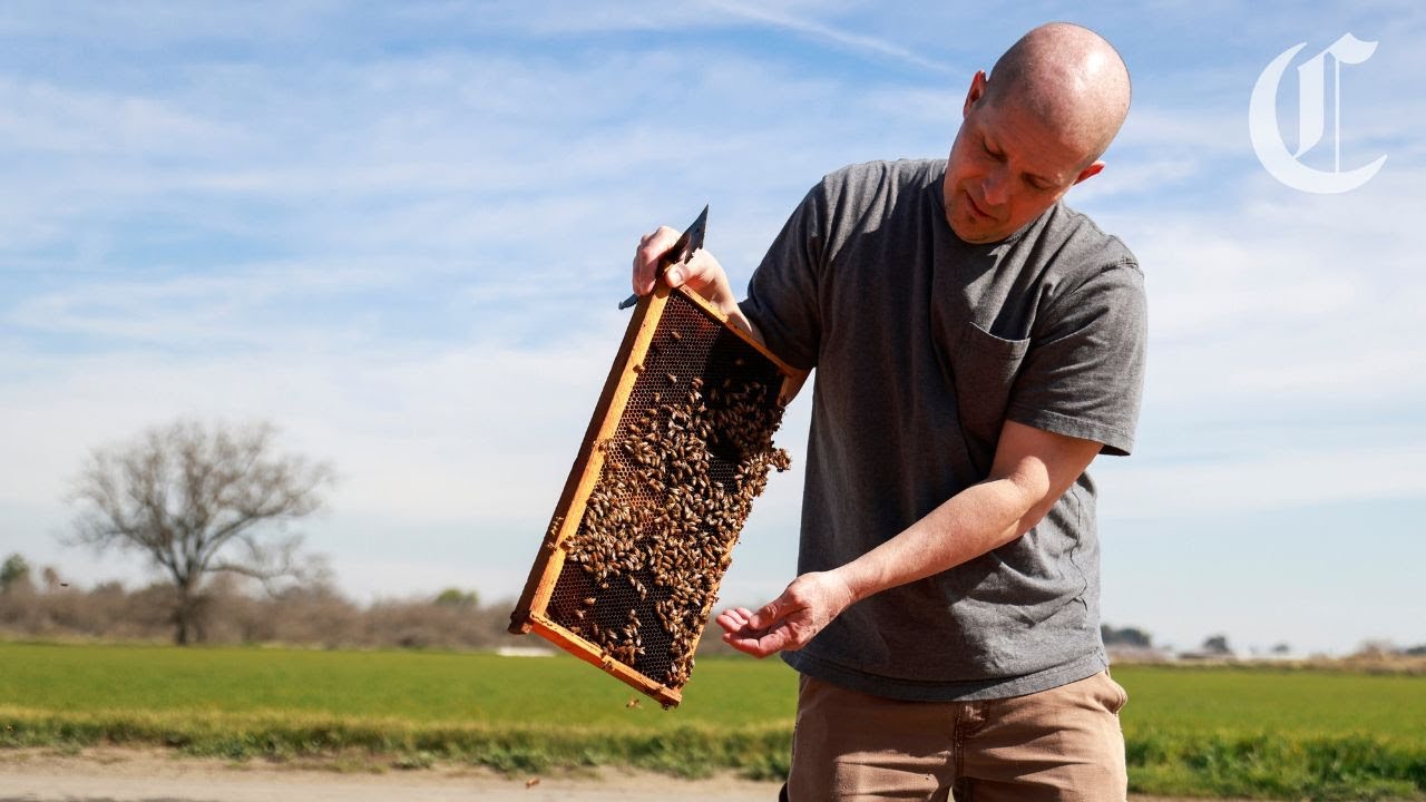 &lsquo;Catastrophic&rsquo; honey bee losses threaten California&rsquo;s almond crop
