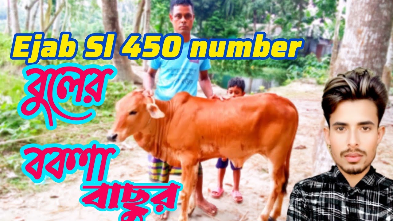 Ejab SL 450 number বুলের বকণা বাছুর | how to Shahiwal calf | sl big basur