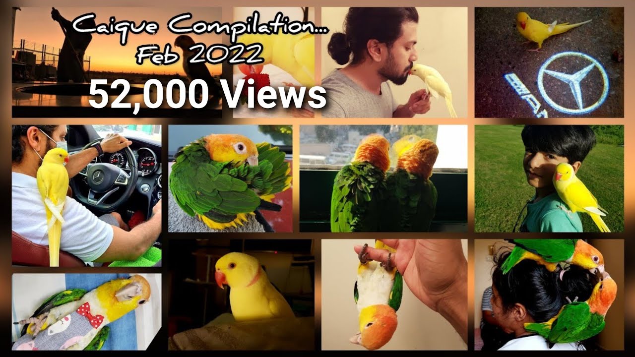 Caique Parrot Compilation Part-1 for Tips, Tricks and Funny Videos || Indian Ringneck
