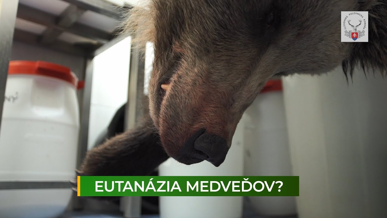 Poľovnícky infoservis: Eutanázia medveďov?