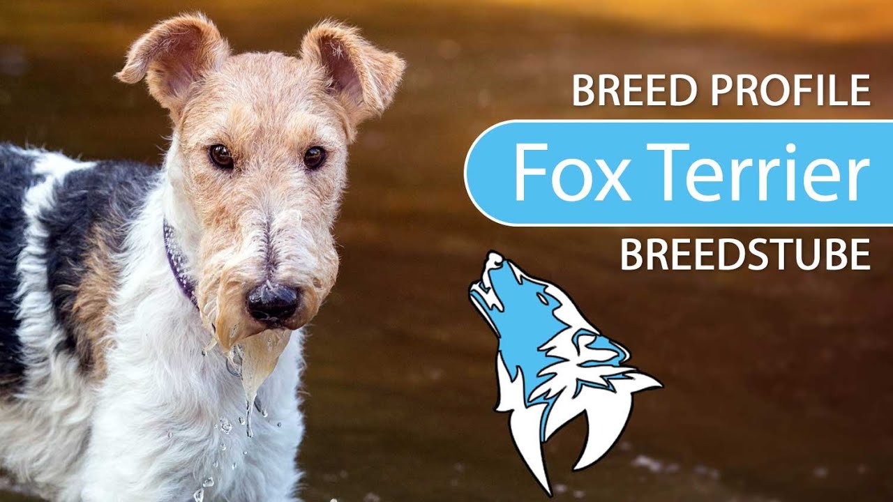 ► Fox Terrier Breed [2020] Temperament & Training