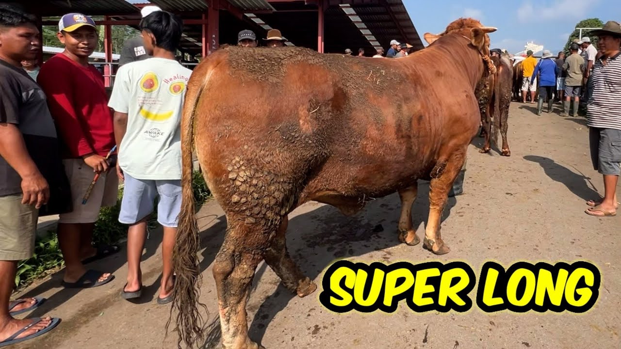 MAHAL GAK MAHAL WANI TUKU SAPI❗️SAPI QURBAN RAKSASA 52JUTA 