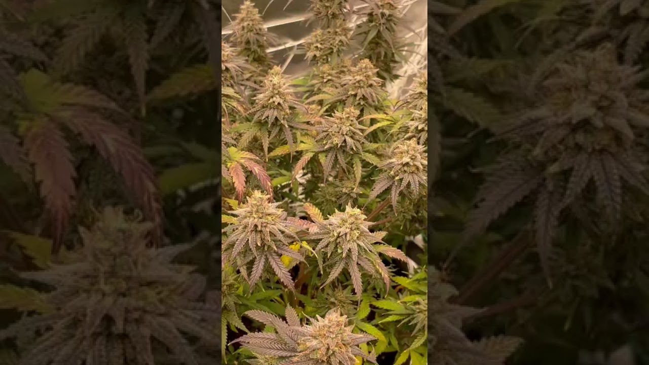 Blueberry Muffin day 50 flower