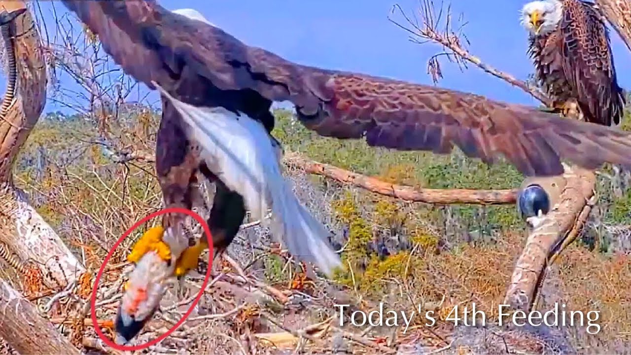 #231🦅🐥34°🐥29°／Winter Park Eagle Nest 2026／Against All Odds:One-Eyed Mom／Wink💗Atlas