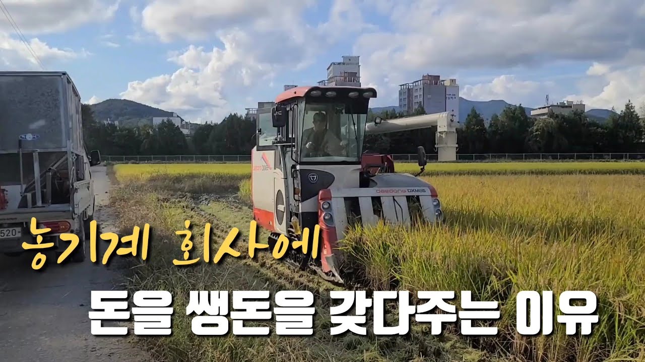 쌀값이 많이 올라도 농민이 돈을 못버는 이유...900평 벼베기 풀영상