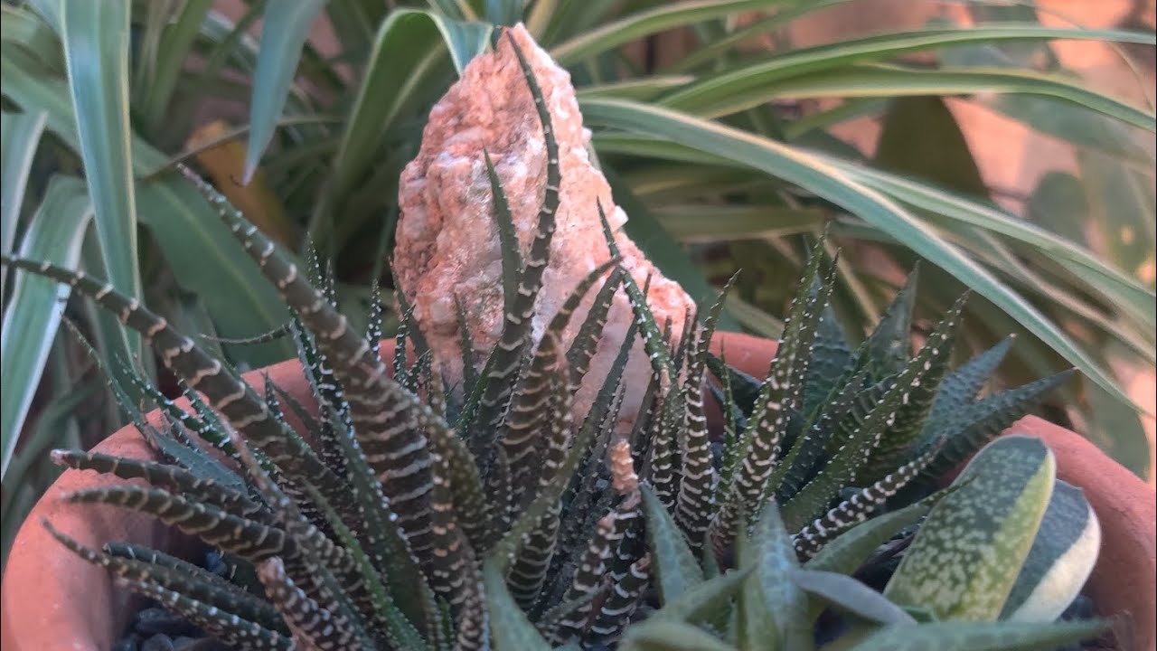 اعداد باقة من النباتات العصارية ( هوارتيا) .Making a succulent arrangement (haworthia addition)