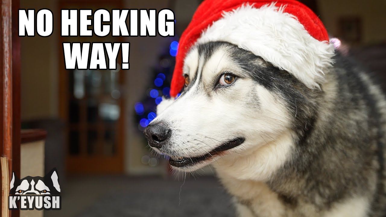 Arguing With My Husky About His Obsession!