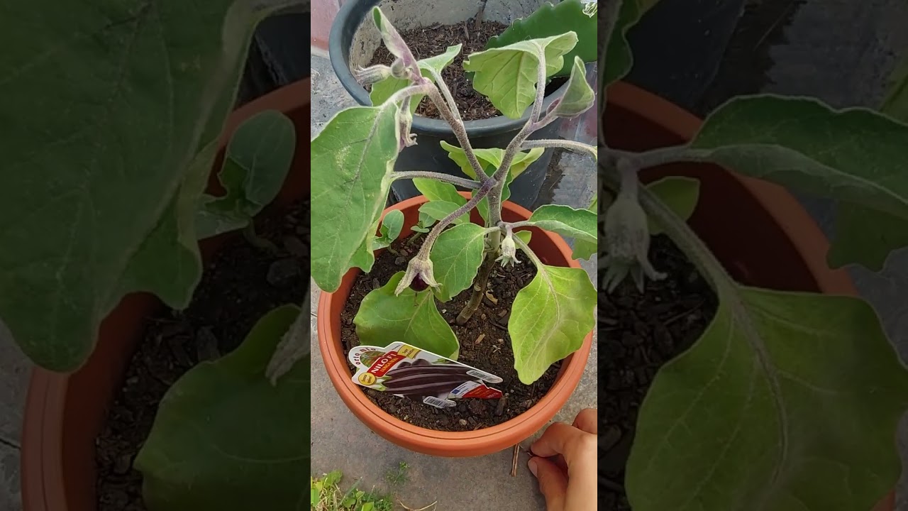 Come coltivare una pianta di melanzane in vaso