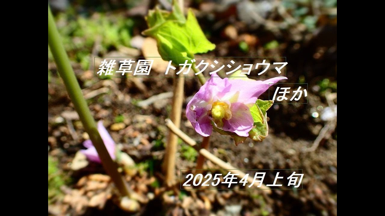 雑草園　トガクシショウマ