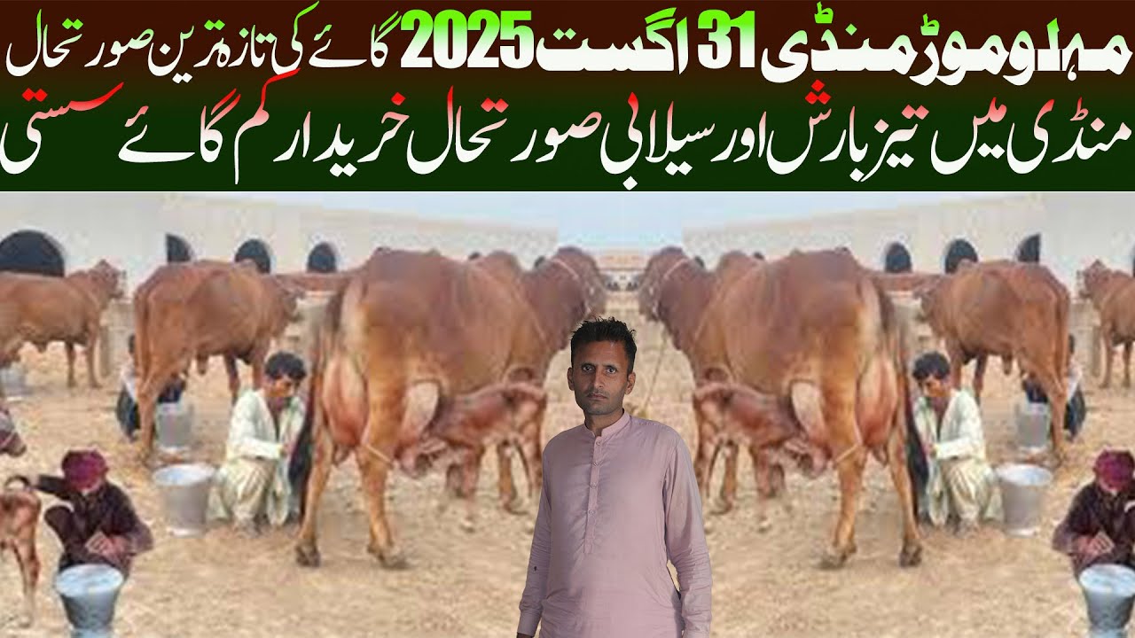 Today Malumor Mandi Update 31 August 2025 Cow Price Update Australian Friesian Jersey Cow - Pk Mandi