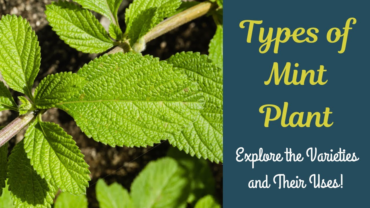 Types of Mint Plants: Varieties, Uses & Benefits for Gardening & Cooking #houseplants #mint #plants