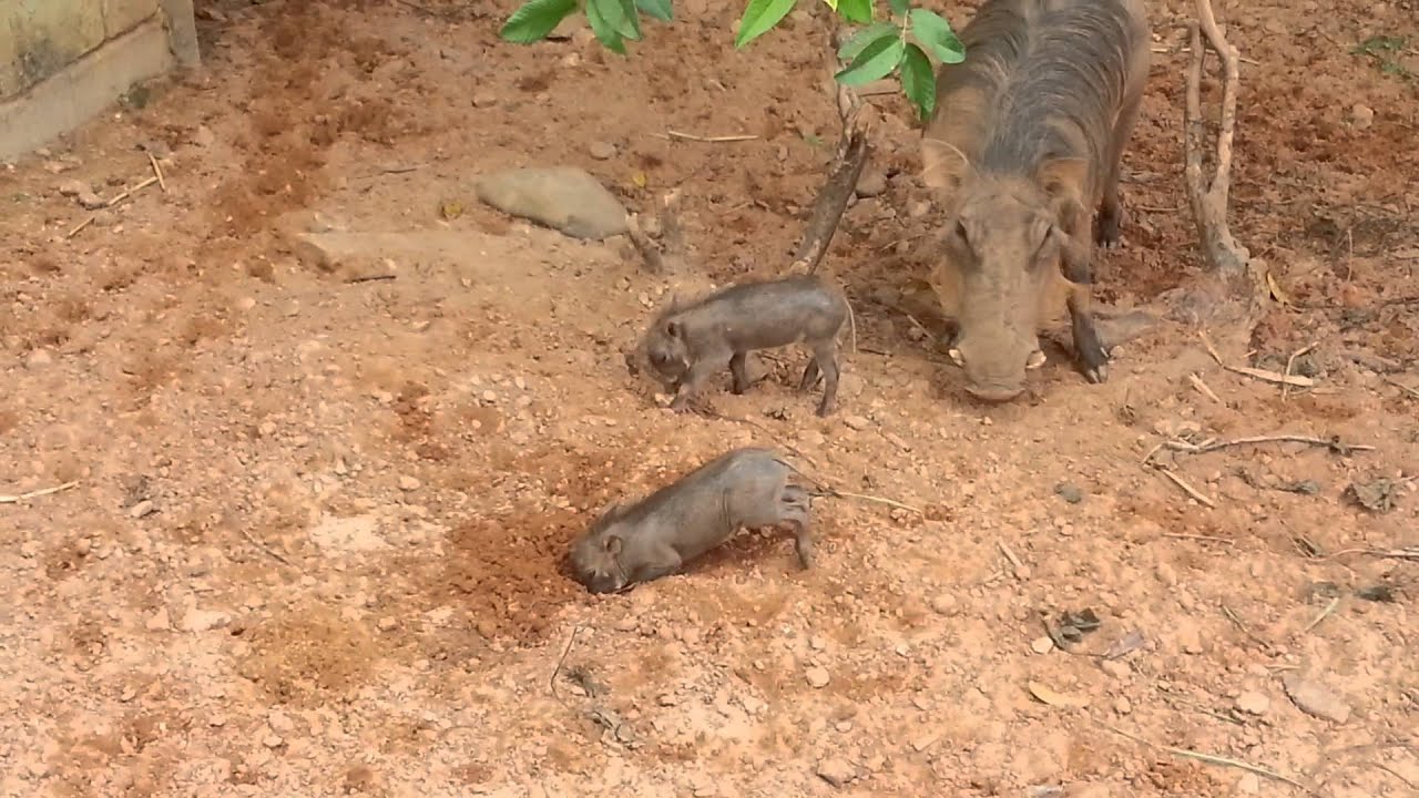 Baby Warthogs playing