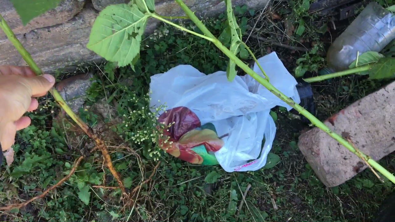Малина Маричка . Когда копать саженцы ?