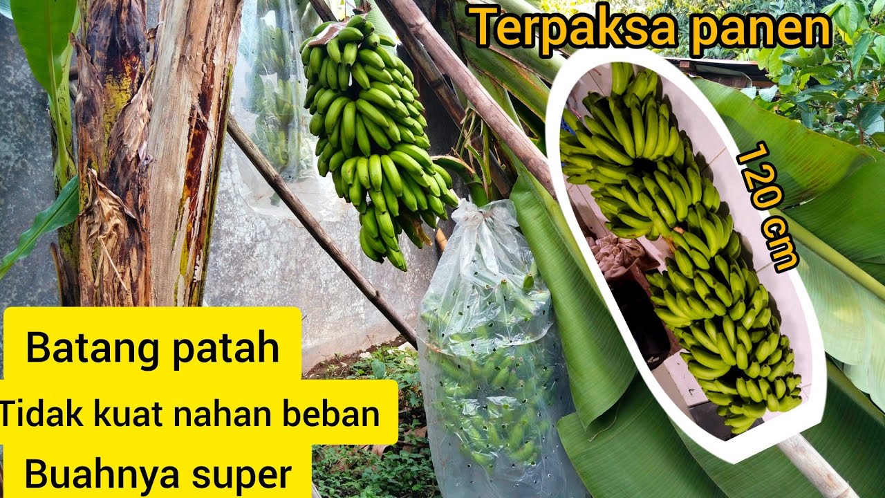 Roboh akibat batang tidak kuat tahan beban dari buahnya yang super banyak