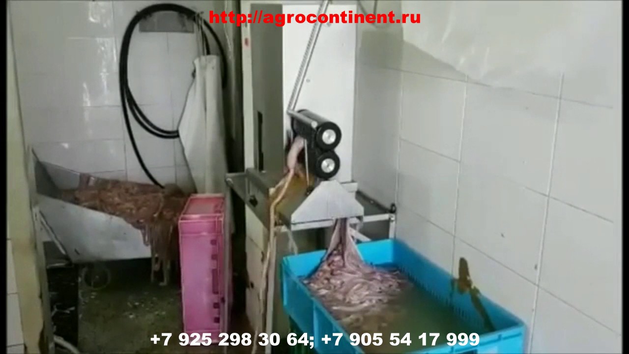 Чистка кишок, вальцы для отжима