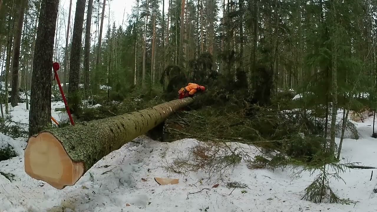 Kuusen kaato ja sähläystä.