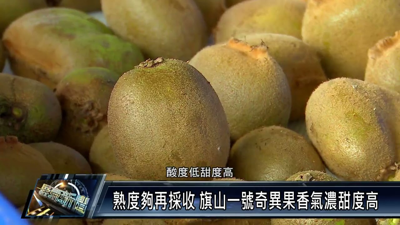 屏東也能種奇異果 內埔農友種旗山一號三年有成