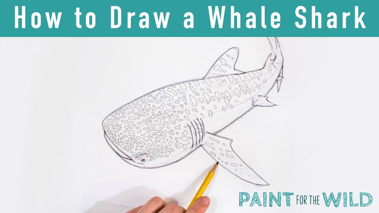 How to Draw a Whale Shark