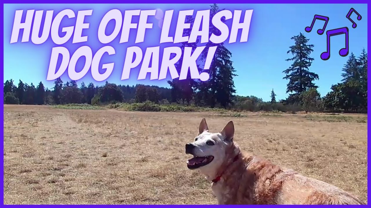 HUGE Dog Park at Fort Steilacoom Park in Lakewood / Tacoma Washington / Nature Dog Walk