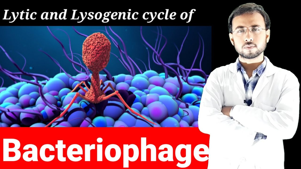 Lytic and lysogenic cycles in hindi | lytic cycle of bacteriophage | bacteriophage life cycle