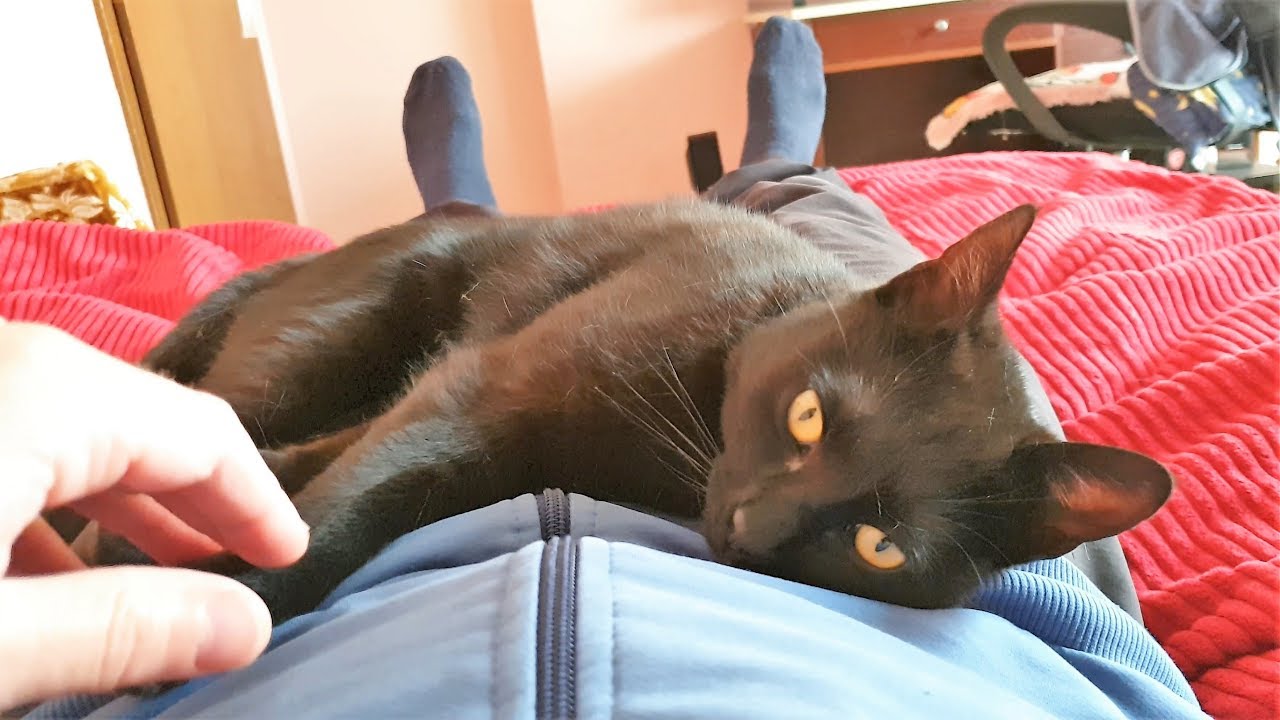 Affectionate Kitty Shows How Much She Loves Her Owner