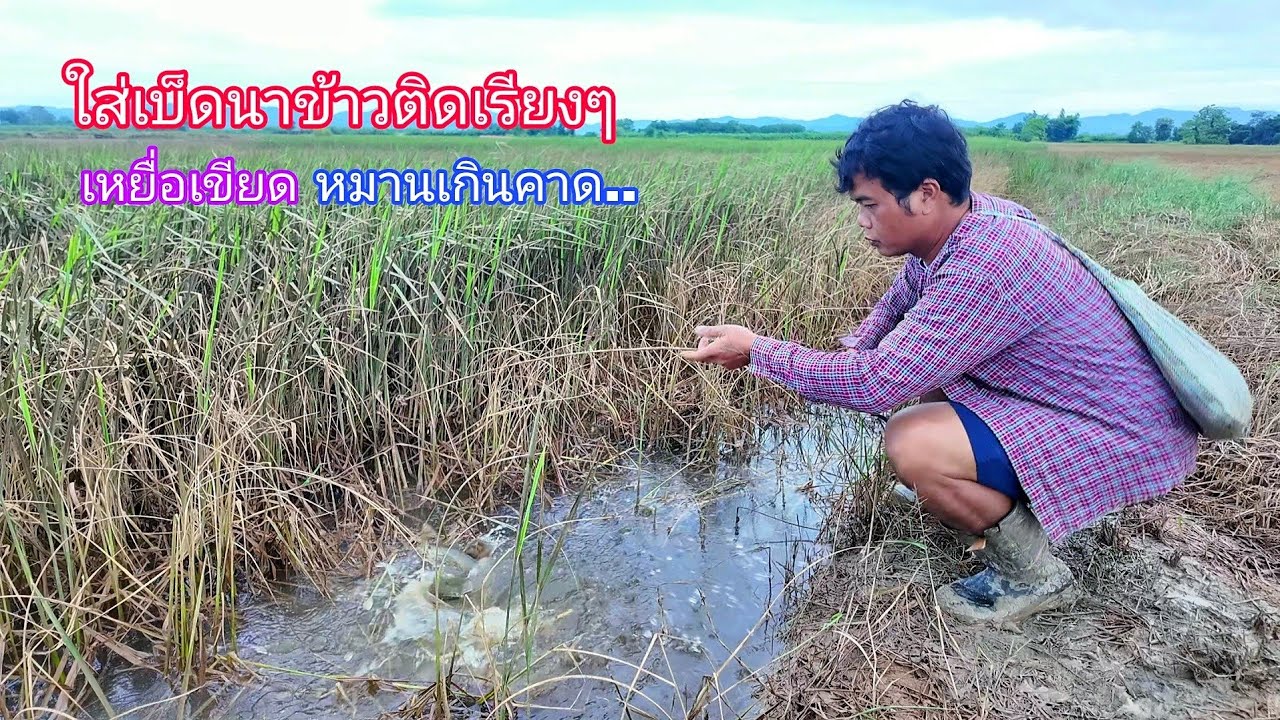 พอเช้ามาเท่านั้นแหละ!!ใส่เบ็ดในนาข้าวปลาช่อนติดเรียงหลังเหยื่อเขียดหมานเกินคาด