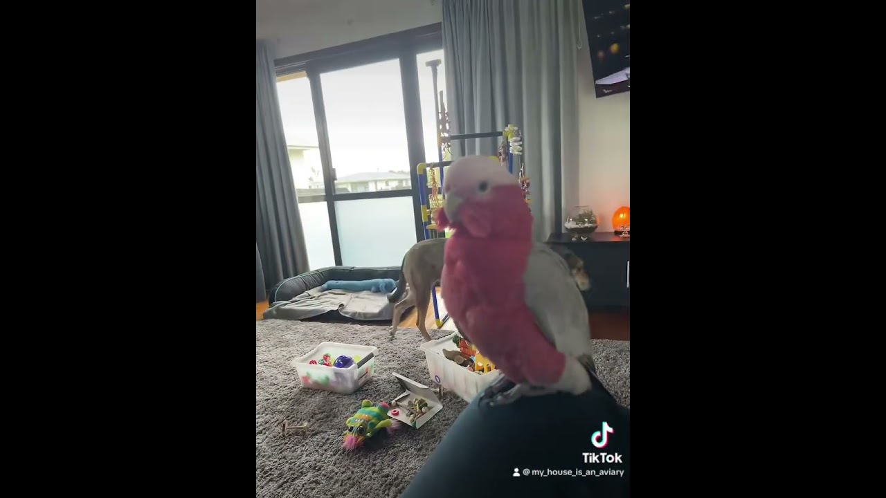 A day in the life of a bird mum 😂 #birds #birdmum #parrots #parrotmum #parrotfunny