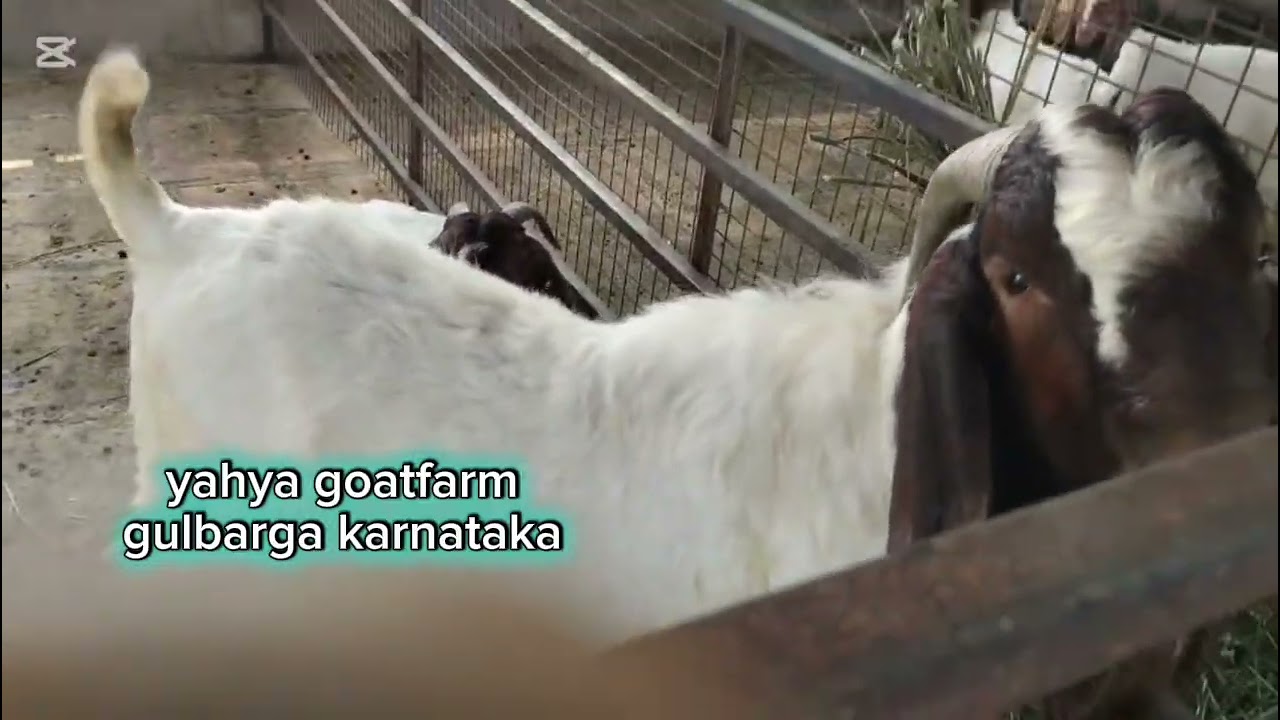 Boer goats kids 1month to 3 months. #meatmarket #eiduladha #eidmubarak 