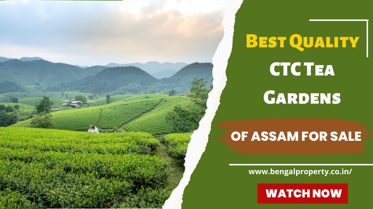 Best Quality CTC Tea Gardens Of Assam For Sale